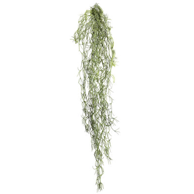 Root Tillandsia Bush