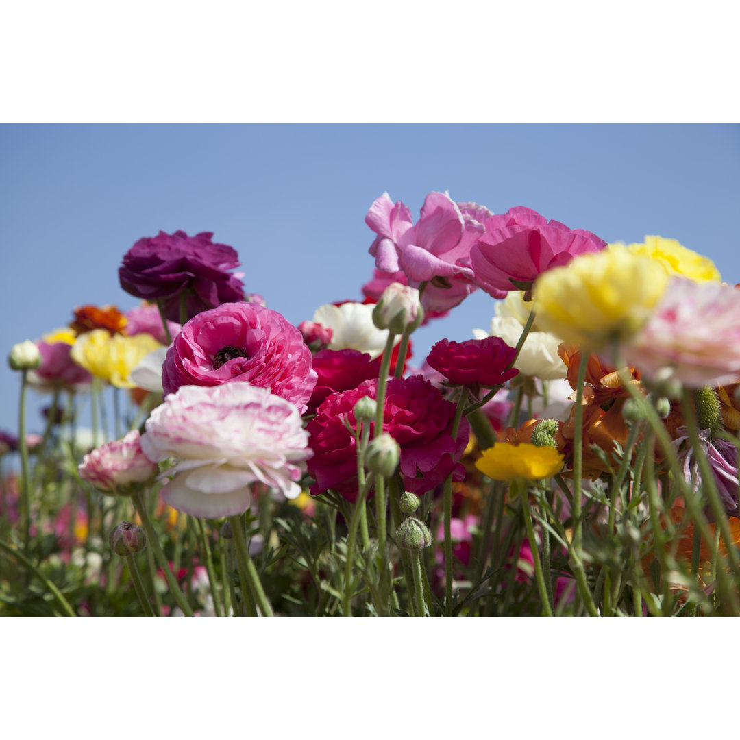 Field Of Ranunculus Flowers by Jennifer_Sharp - Drucken