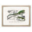 Green Iguana and Lizard by Charles D'Orbigny - Picture Frame Painting Print-55608978-55608980