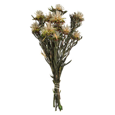 Vickerman Plumosum Stems