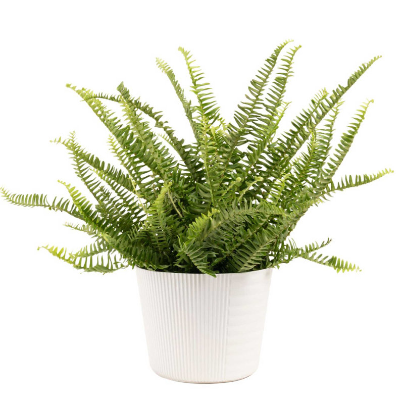 Fern in Décor Planter