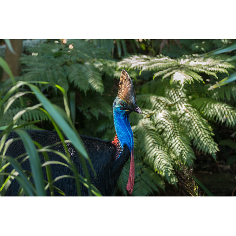Southern Cassowary Bird - Australia by Picassos - Wrapped Canvas Print, 8"H x 12"W