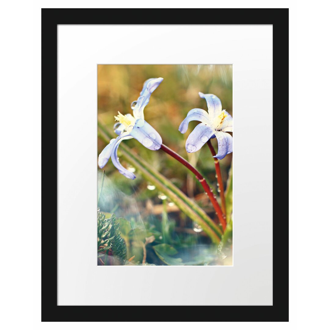 Gerahmtes Poster Kleine Lila Waldblume