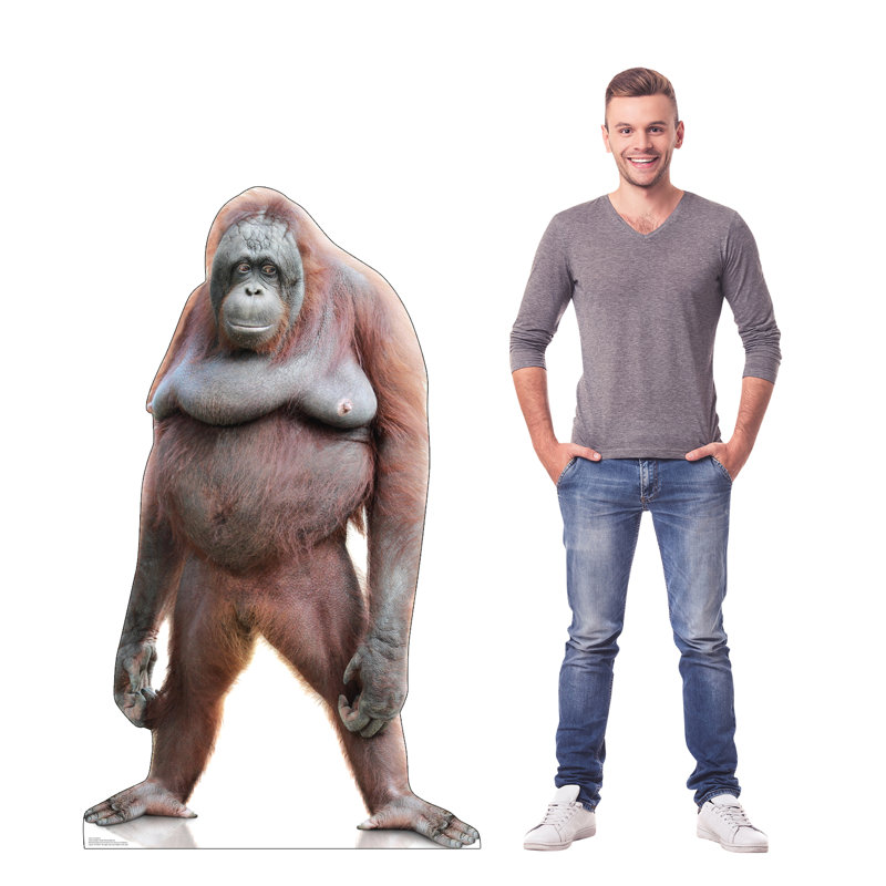 Orang-outan