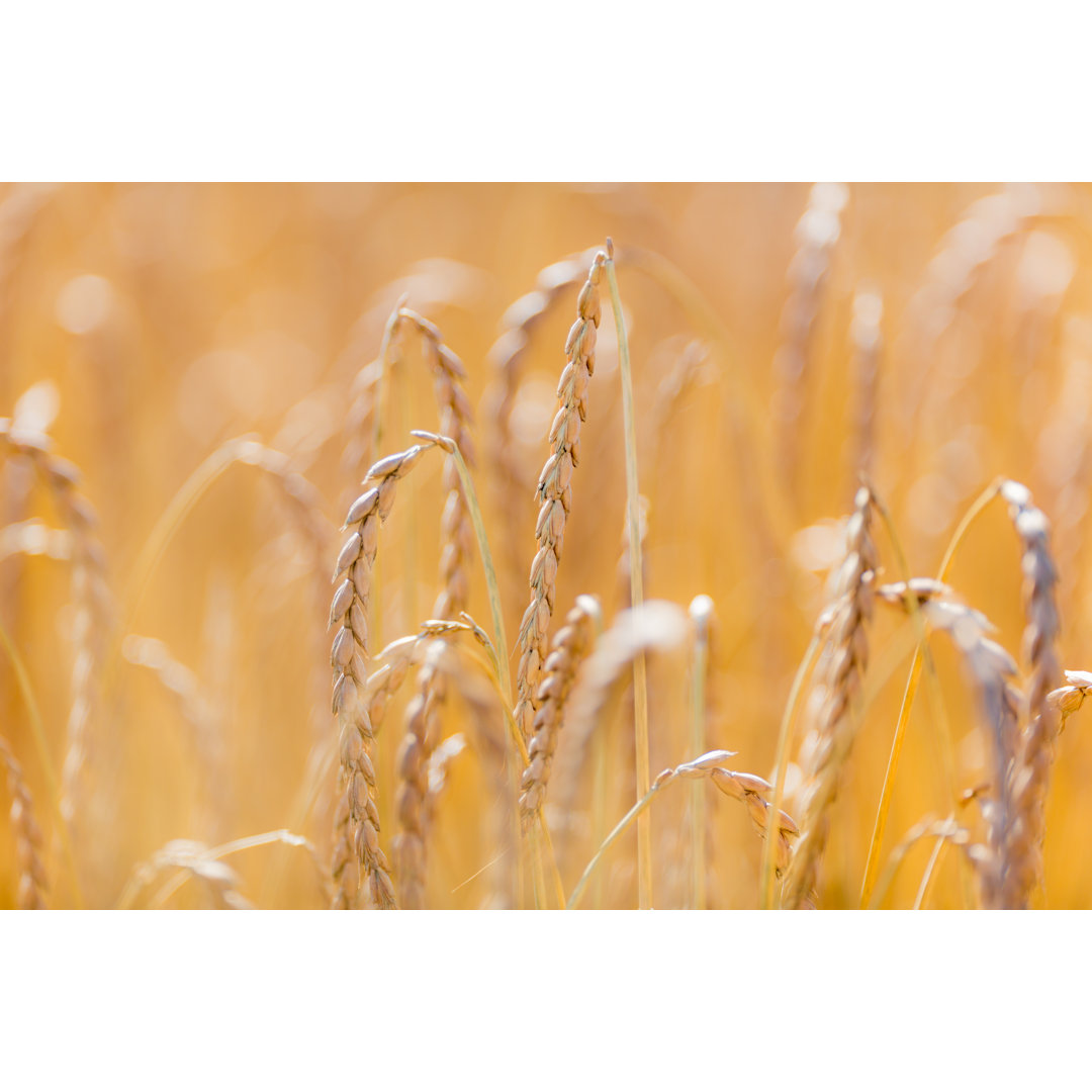 Spelt Crop von Mlenny - Kunstdrucke auf Leinwänden