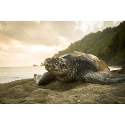 Leatherback Turtle by Rawlinson_Photography