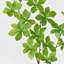 1 branche verte Audet Enkianthus Perulatus artificielle-359935788