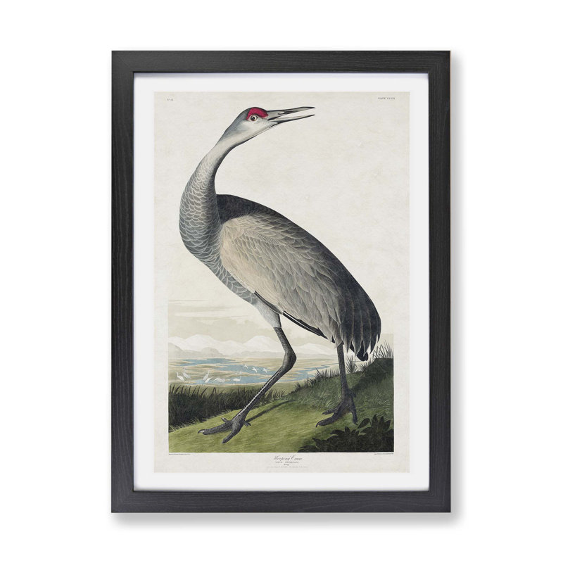 Hooping Crane by John Audubon - Single Picture Frame Painting, 45cm H x 63cm W x 2cm D, Black