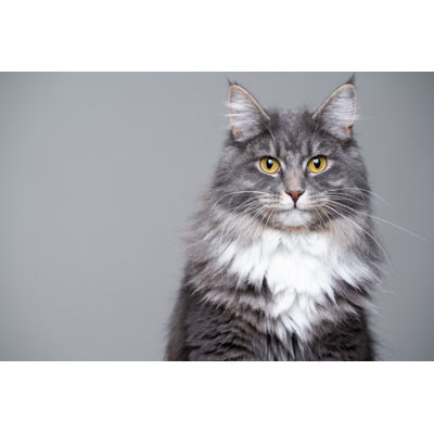Portrait de chat Raivyn par Nils Jacobi