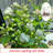 Live Jasmine Tree Sapling, Fragrant Blooming Flower Plant