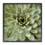 «Painted Botanical Succulent Bloom», impression-1508907786-1495291648