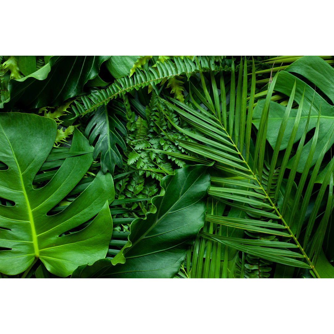 Closeup Nature View Of Fern Monstera von Thanabodin Jittrong - Leinwanddrucke