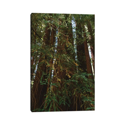 «Redwood Forest» par Bethany Young - Estampe numérique sur toile tendue avec châssis