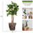 81'' Faux Palm Tree in Fiberstone Vase