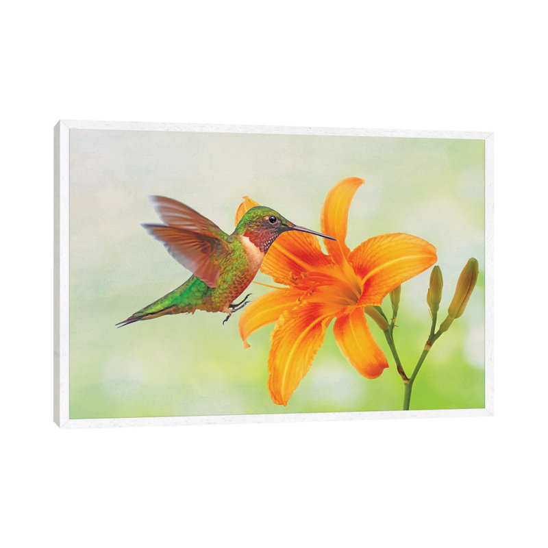 Hummingbird And Orange Day Lily by Laura D Young - Gallery-Wrapped Canvas Giclée on Canvas, White Floater Framed