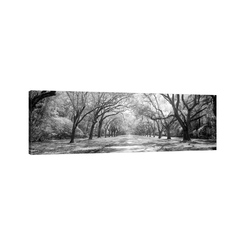 Live Oaks And Spanish Moss Wormsloe State Historic Site Savannah, Georgia II - Panoramic Print on Canvas, No Framed