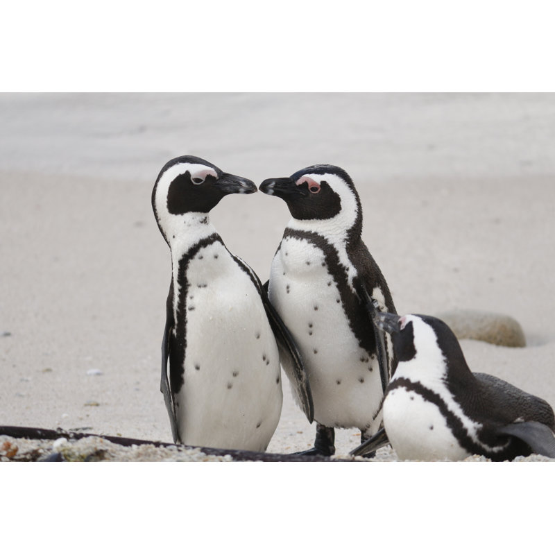 African Penguins - Photographie sur toile tendue, H 8 po x l 12 po