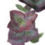 Branche d'eucalyptus
