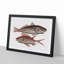 Croaker Fish & Squirrelfish by Mark Catesby - Picture Frame Painting Print-55682851-55682855