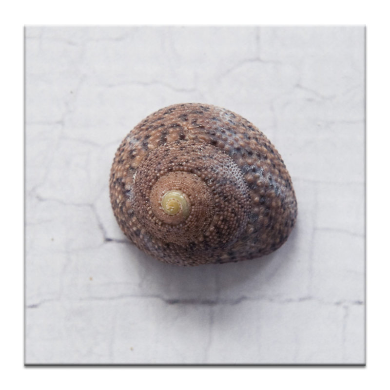 Wrapped Canvas Print, 41 cm H x 41 cm W