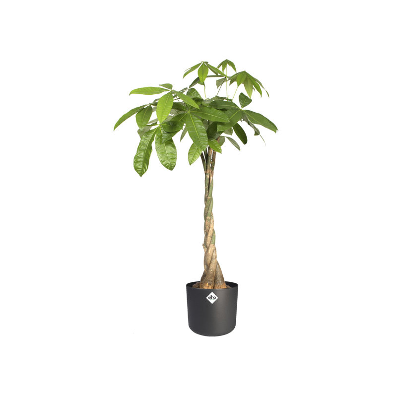 B.For Pot Planter, Anthracite, 23.3cm H x 24.9cm W x 24.7cm D