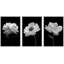 "Flower Blossom" noir et blanc coquelicot et œillet, nature morte, impression sur toile, 3 pièces-91259821-91259820