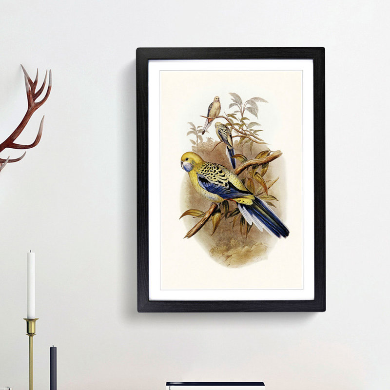 Blue Cheeked Parakeet by Elizabeth Gould - Picture Frame Painting Print, 36cm H x 27cm W x 2cm D, Black Framed