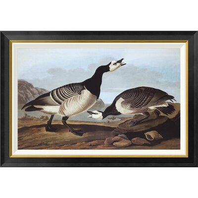 Barnacle Goose by James Audubon - Picture Frame Graphic Art Print on Canvas -  Global Gallery, GCF-197961-30-190