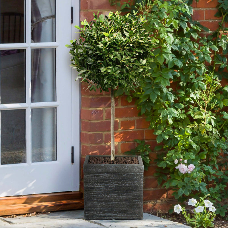 HORTICO Ribbed Light Concrete Square Planter, 28cm H x 30cm W x 30cm D, Black
