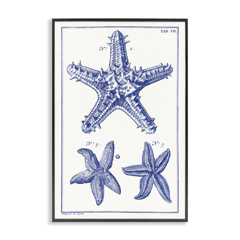 Bleu, étoile de mer, schémas, estampe numérique par Vision Studio, H 18 po x l 12 po, Giclée encadrée noir minuit