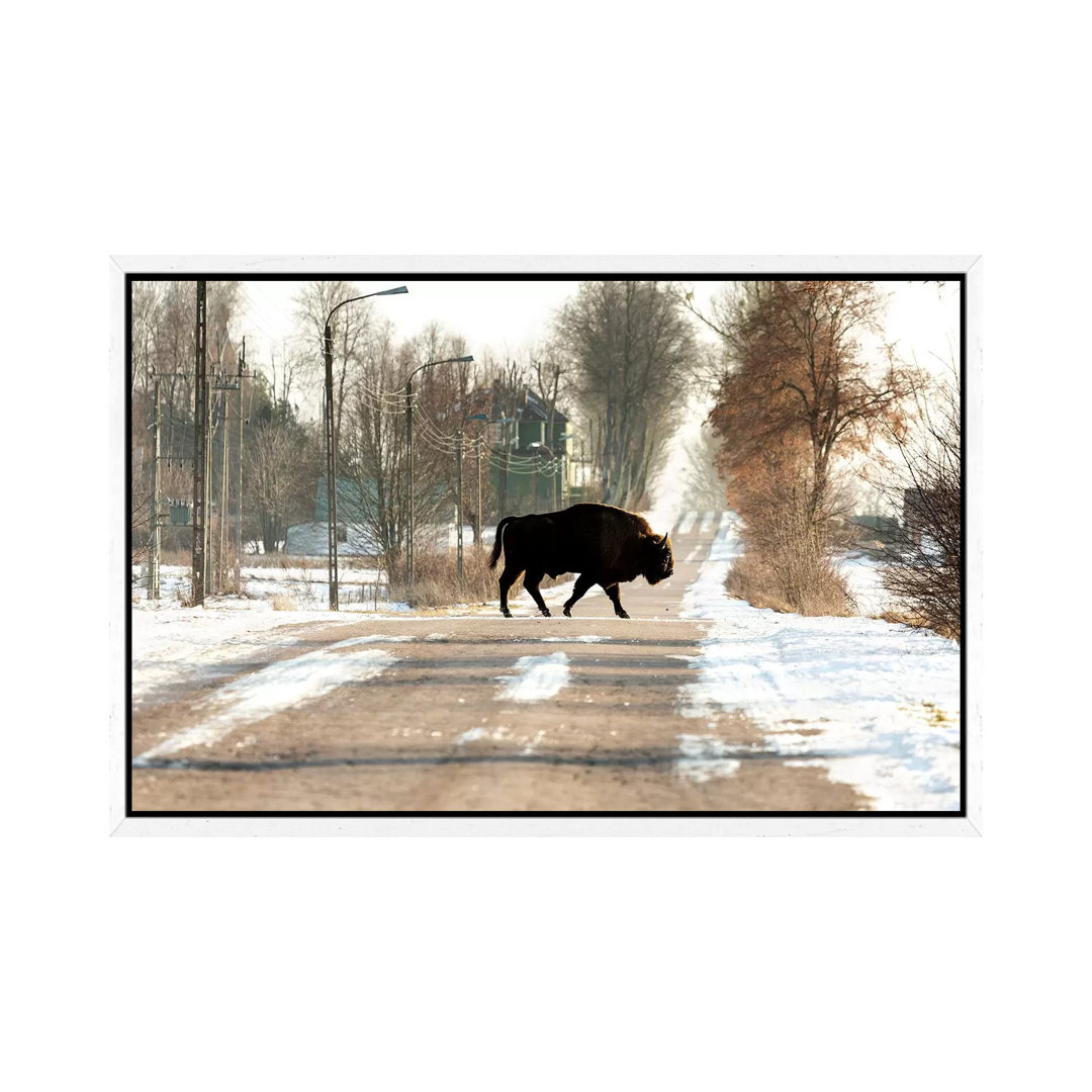 Europa, Polen, Podlaskie,Europäischer Wisent IV von Mikolaj Gospodarek - Galerie- Giclée auf Leinwand