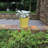Pansy Ceramic Pot Planter-88134234