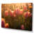 Wrapped Canvas