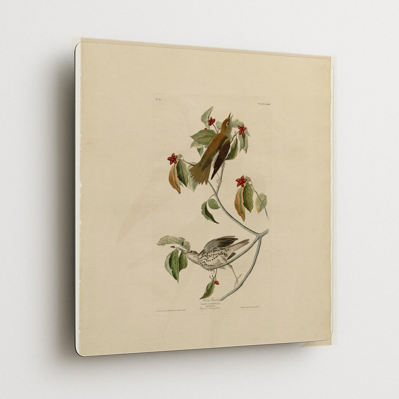 Grive des bois, planche LXXIII (1827–1838) — Tableau mural carré en métal, H 16 po x l 16 po