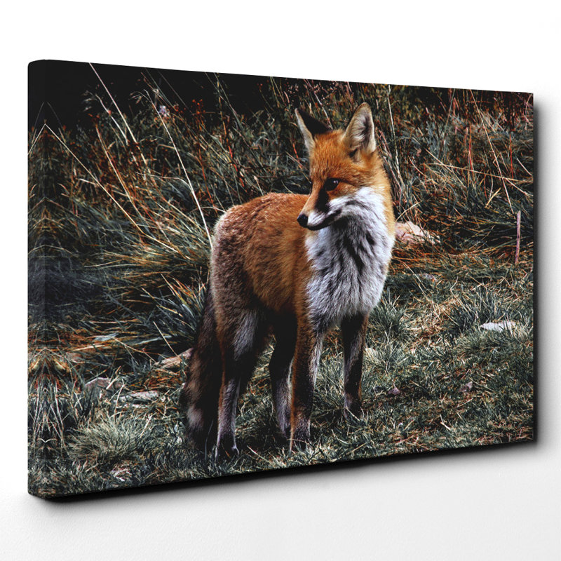 Red Fox Photographic - Wrapped Canvas, 50cm H x 76cm W