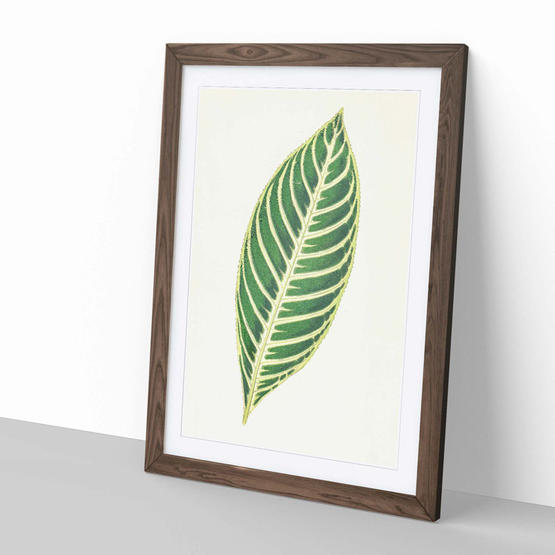 Tiger Plant Leaf by Benjamin Fawcett - Picture Frame Painting Print, 76cm H x 50cm W x 2cm D, Walnut