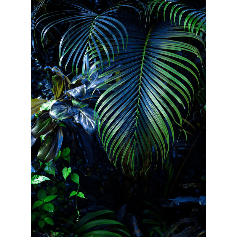 Hidden Tropics Print by Mat Sanders
