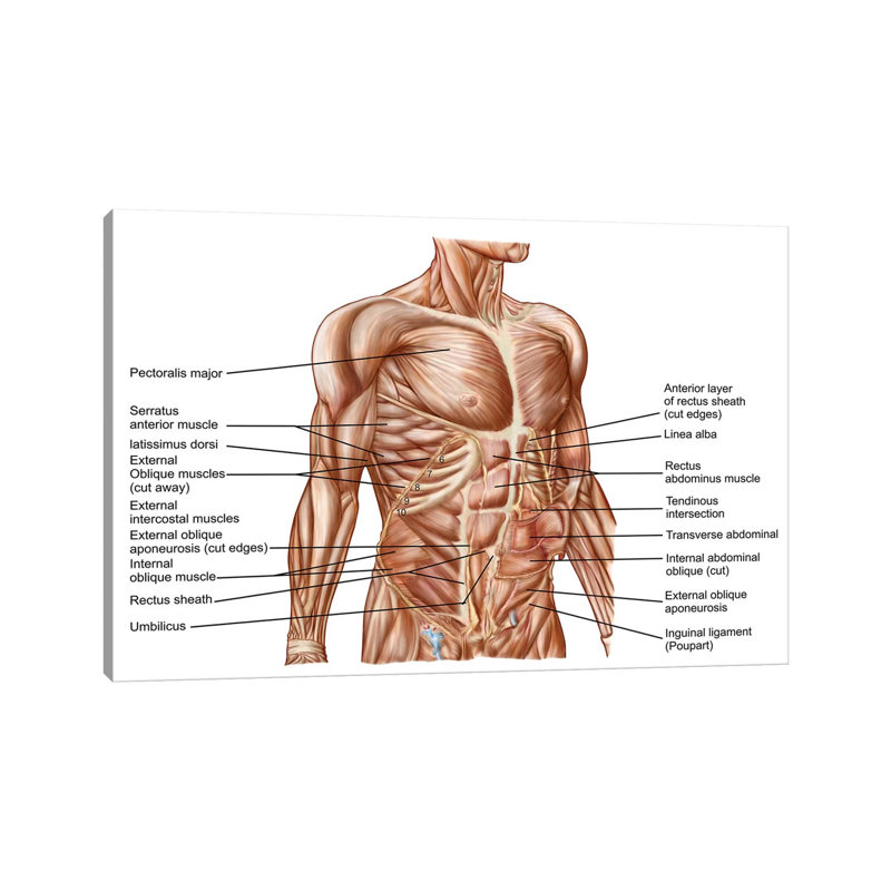 Anatomy of Humain Abdominal Muscles par Stocktrek Images - impression sur toile tendue, H 8 po x l 12 po x P 0,75 po