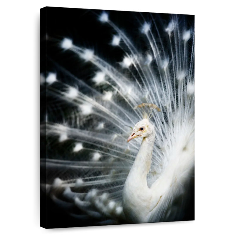 Brampt Rare White Peacock, 51" H x 34" W