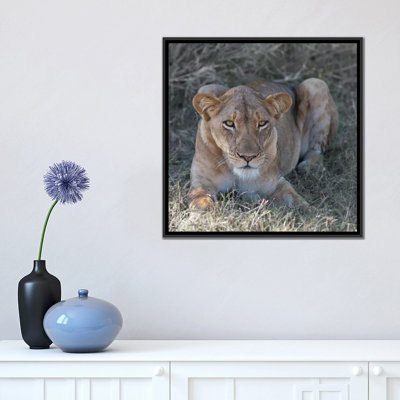" Lioness " by Scott Bennion