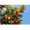 Orange Tree
