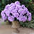 Lavender is out of stock