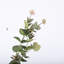 Buissons d'eucalyptus Hamlin-88400813