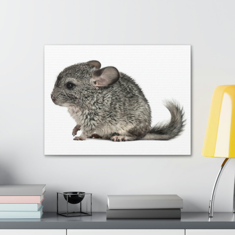 Art mural majestueux Chinchilla, H 18 po x l 24 po