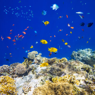 Colorful Tropical Fish by Cinoby - No Frame Print on Canvas