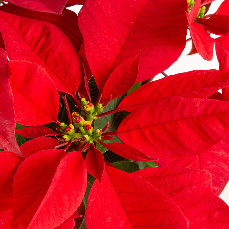 Foliage Plant in Planter