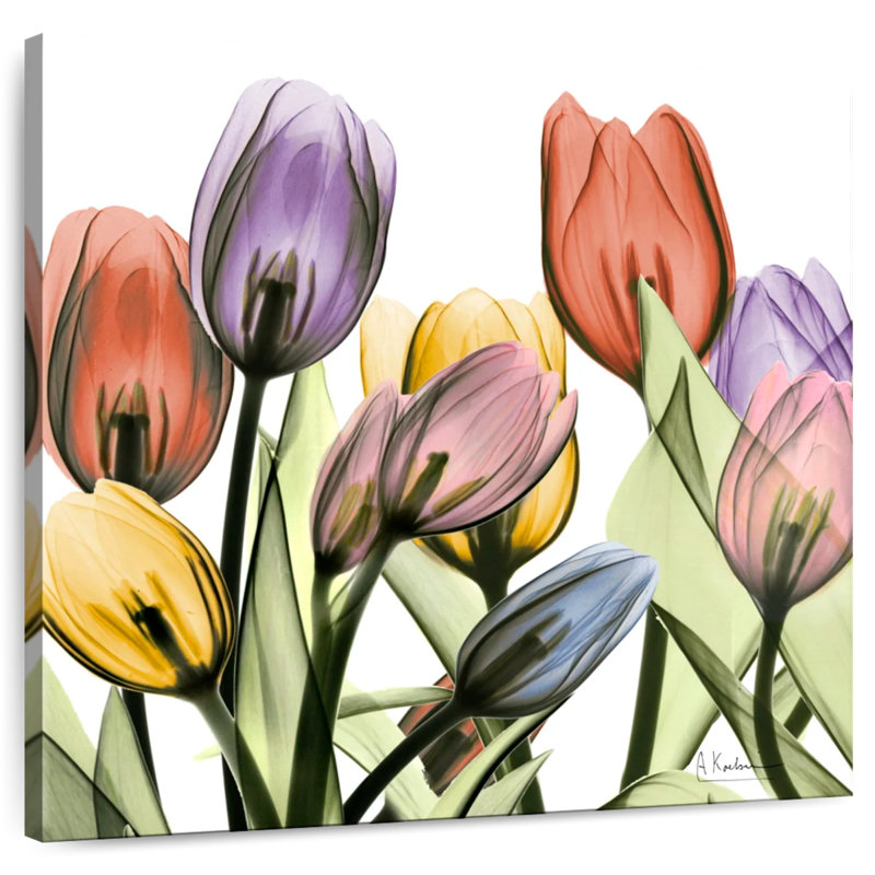 Harnek Tulip Scape