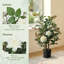 90cm Plant
