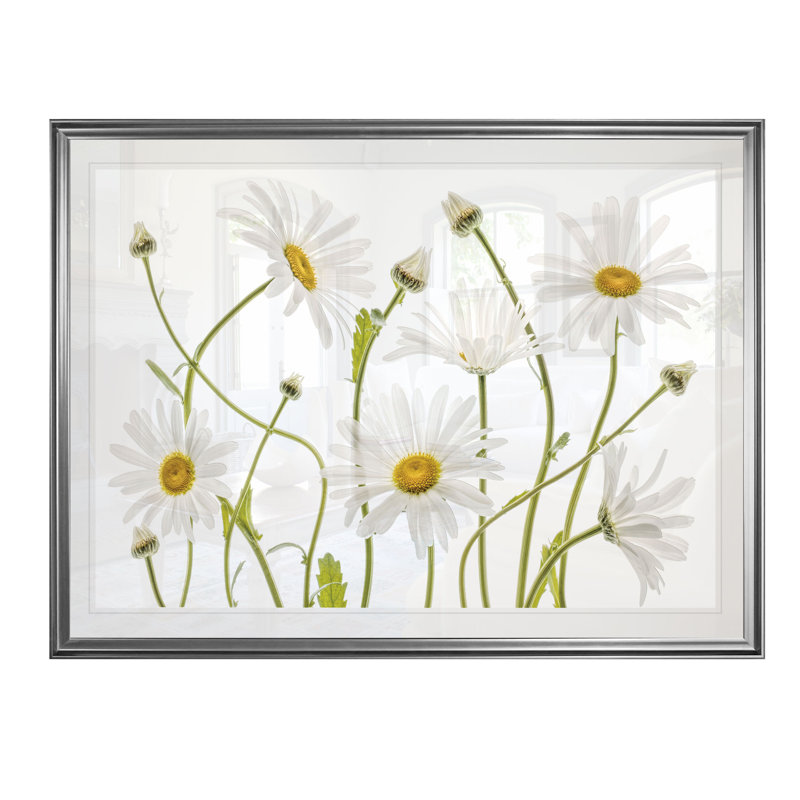 «High Kew Daisies», reproduction, H 22 po x l 30 po x P 1,5 po, Cadre argenté