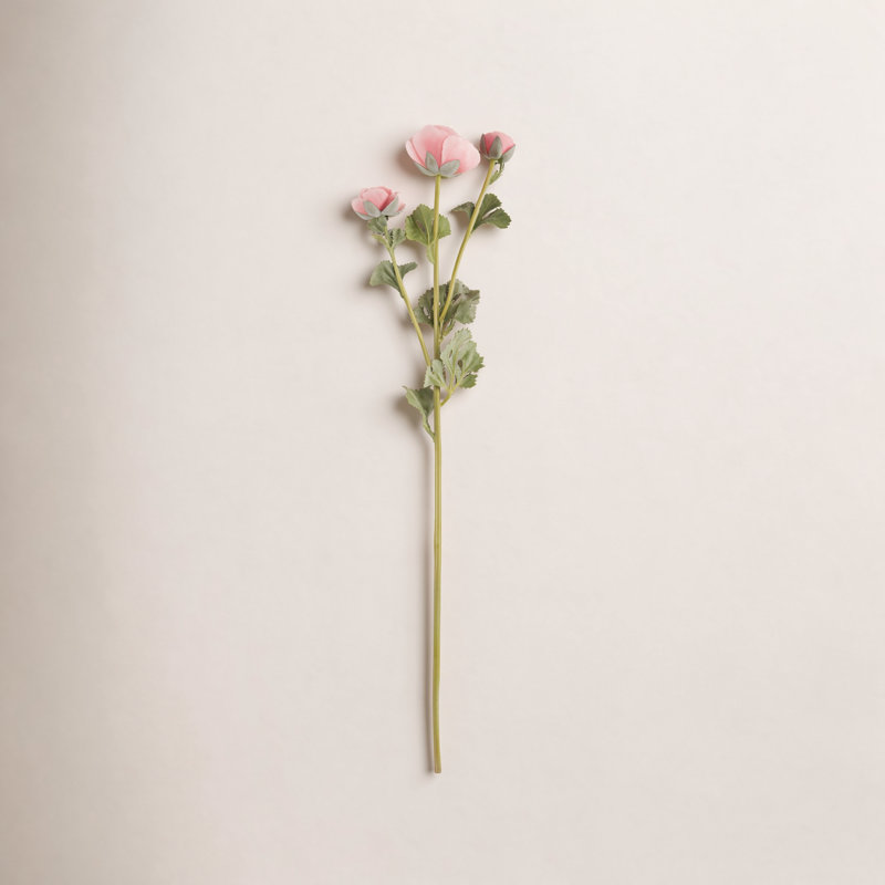 Renoncule florale (ensemble de 12), Rose